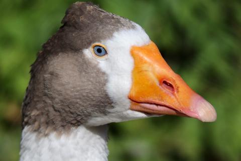 goose