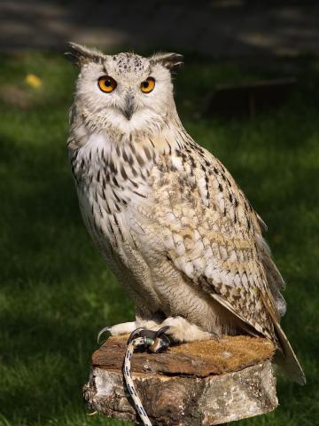 owl on stump