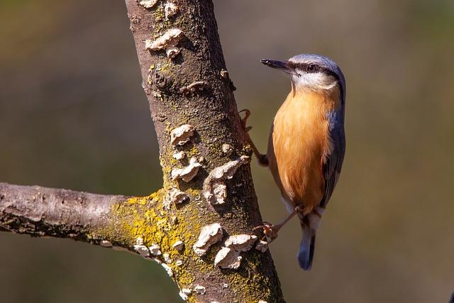 nuthatch