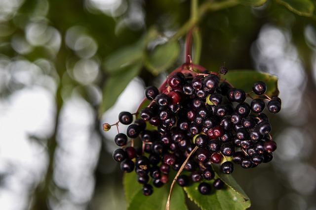 elderberries